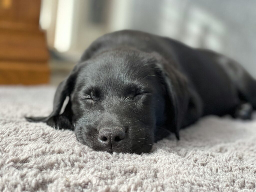 pet stain carpet cleaning by Big Ben Cleaning in Calgary